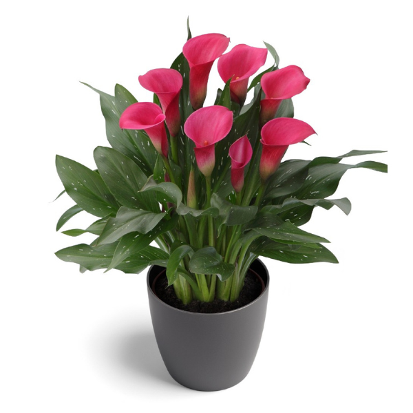 Calla Lilies zantedeschia rehmannii hybrida 'Captain Zazu'