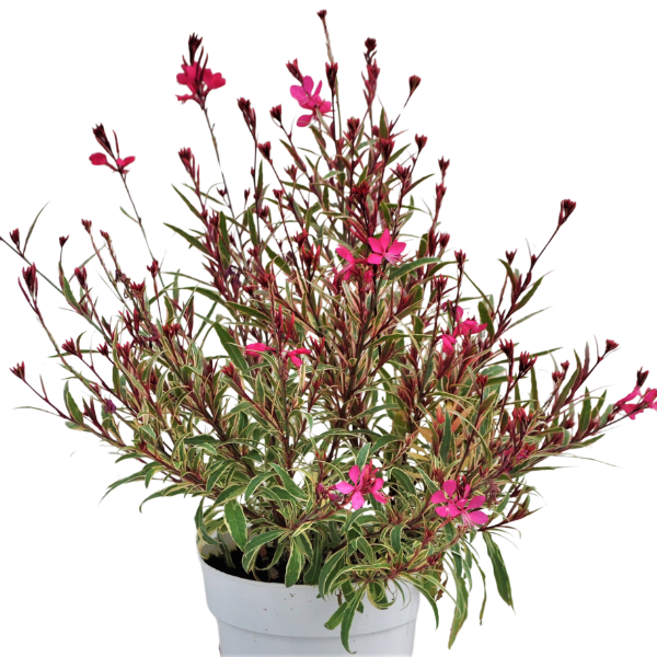 Gaura lindheimeri 'Bantam Iris Pink'