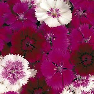 Dianthus chinensis x barbatus 'Floral Lace Merlot Mix'