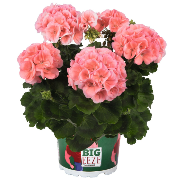 Geranium Hybrid 'Big EEZE Salmon'
