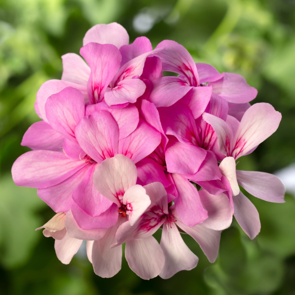 Geranium Hybrid 'Caldera Lavender Glow'
