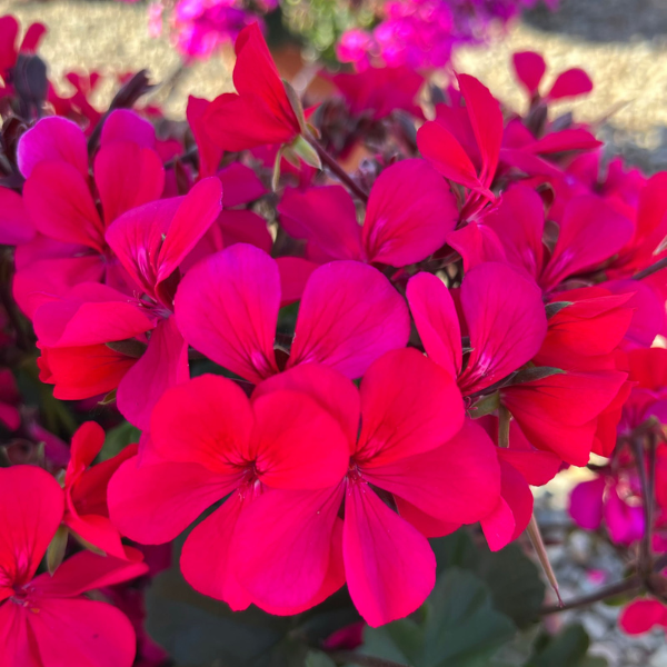 Geranium Hybrid 'Caldera Hot Pink'
