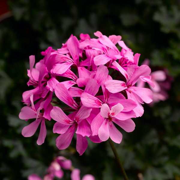 Geranium Hybrid 'Caldera Pink'