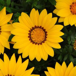 Gazania rigens 'New Day Yellow Improved'