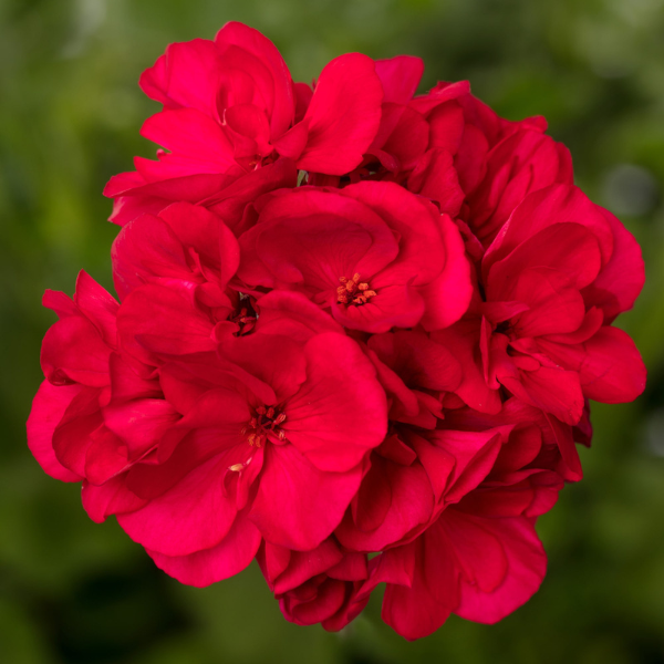 Geranium Hybrid 'Mantra Bright Red'