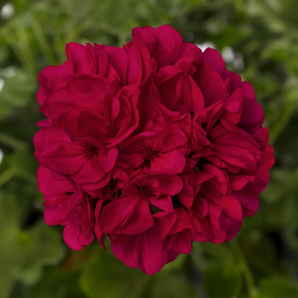 Geranium Hybrid 'Mantra Magenta'