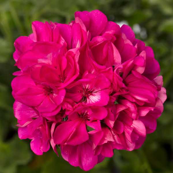 Geranium Hybrid 'Mantra Pink'