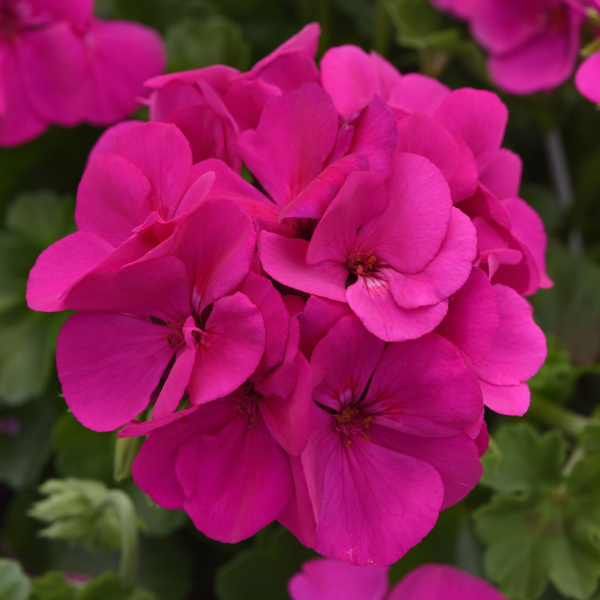 Geranium Hybrid 'Marcada Electric Purple'