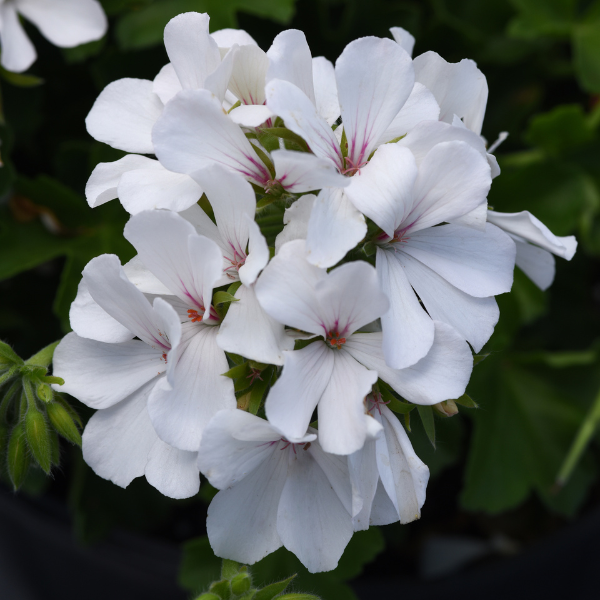 Geranium Hybrid 'Marcada White'