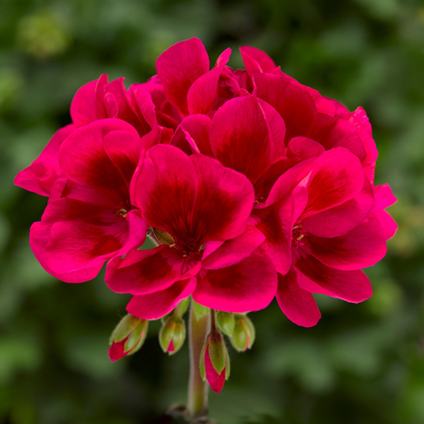 Geranium Hybrid 'Mojo Cranberry Splash'