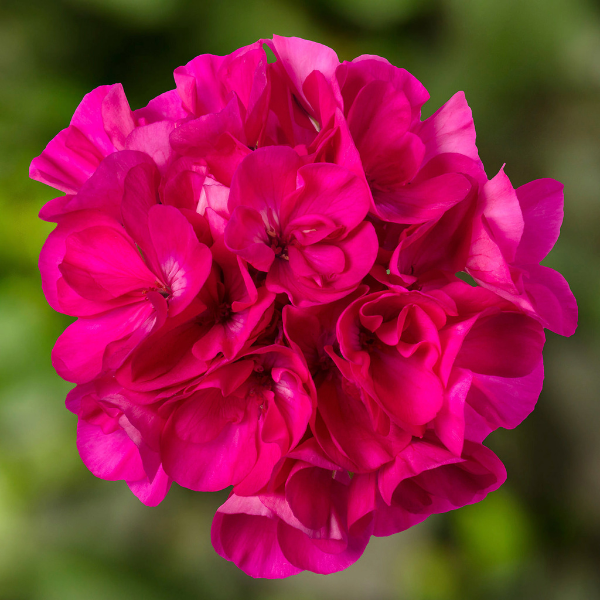 Geranium Hybrid 'Mojo Dark Pink'