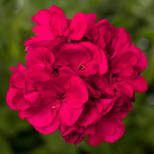 Geranium Hybrid 'Mojo Magenta'