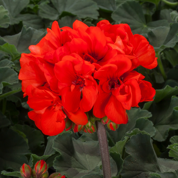 Geranium Hybrid 'Mojo Orange'