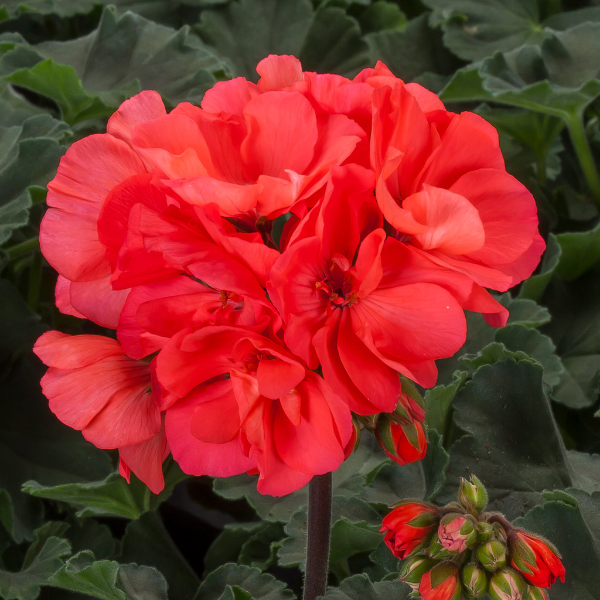 Geranium Hybrid 'Mojo Salmon'
