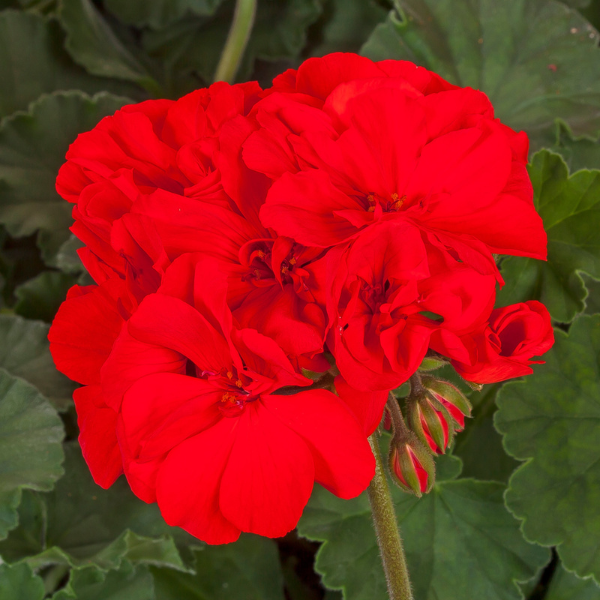 Geranium Hybrid 'Mojo Scarlet'