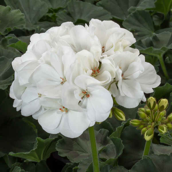 Geranium Hybrid 'Mojo White'