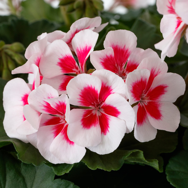 Geranium Hybrid 'Mojo White Splash'