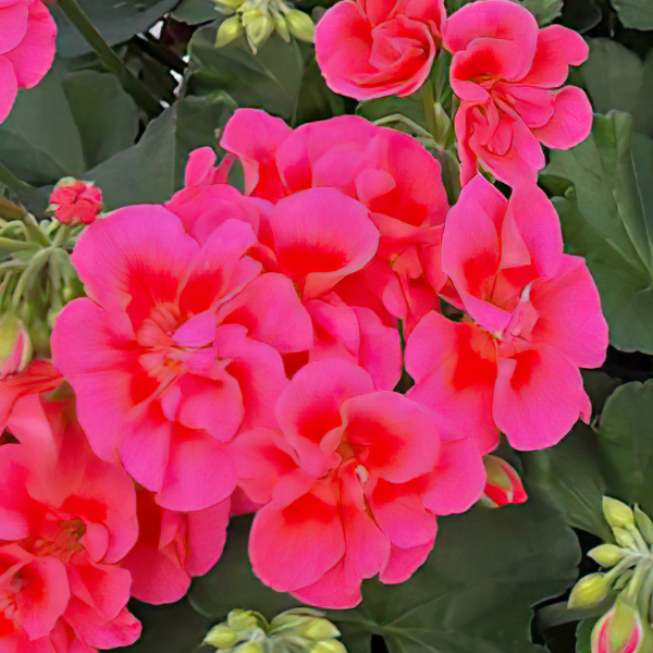 Geranium Hybrid 'Moxie Pink Splash'