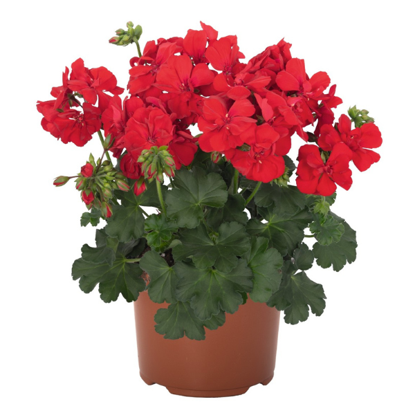 Geranium Hybrid 'Santana Dark Red'
