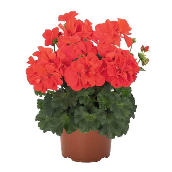 Geranium Hybrid 'Santana Fire'