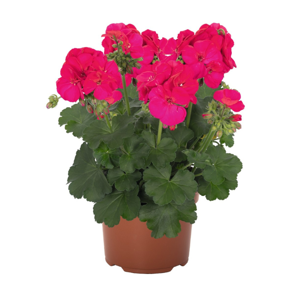 Geranium Hybrid 'Santana Purple'