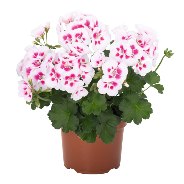 Geranium Hybrid 'Santana White Splash'