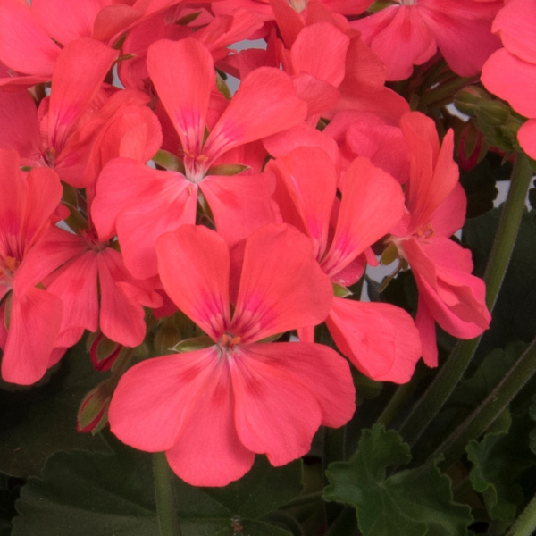 Geranium Hybrid 'Sarita Salmon Pink'