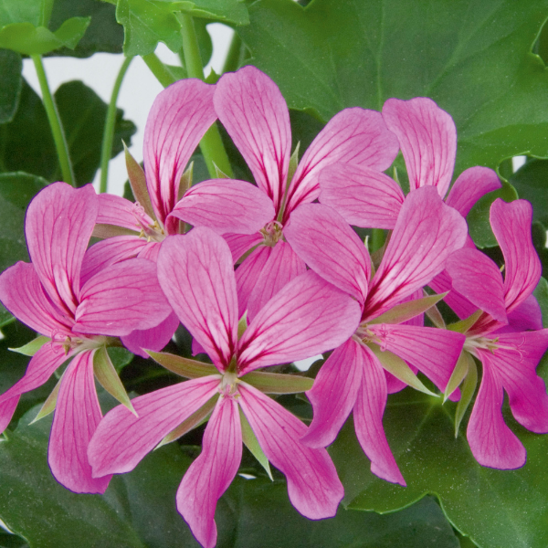 Geranium Ivy pelargonium peltatum 'Balcon Ivy Light Purple'