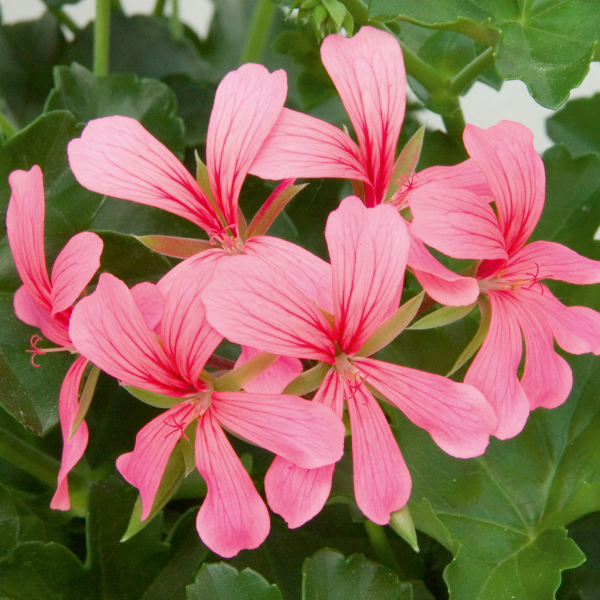 Geranium Ivy pelargonium peltatum 'Balcon Ivy Pink'
