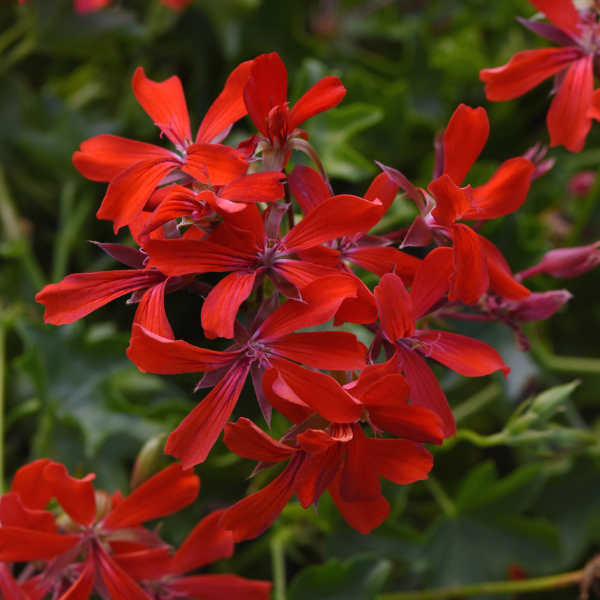 Geranium Ivy pelargonium peltatum 'Balcon Ivy Red'
