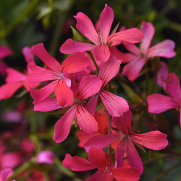 Geranium Ivy pelargonium peltatum 'Balcon Ivy Shocking Pink'