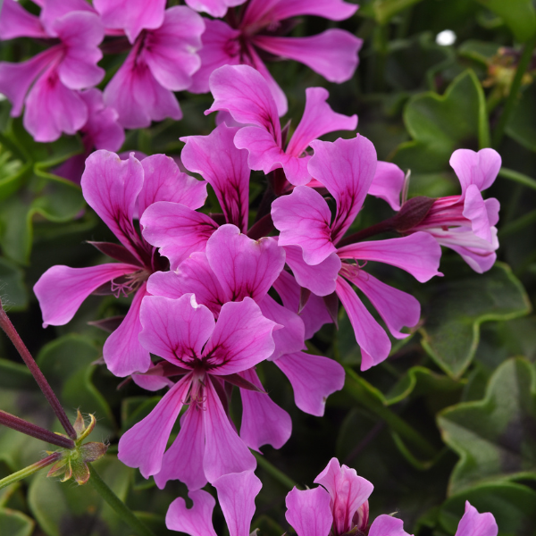 Geranium Ivy pelargonium peltatum 'Glacier Compact Amethyst and Eye'