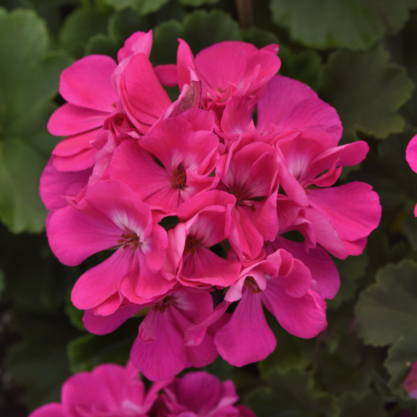 Geranium Zonal pelargonium zonale 'Moonlight Blue'