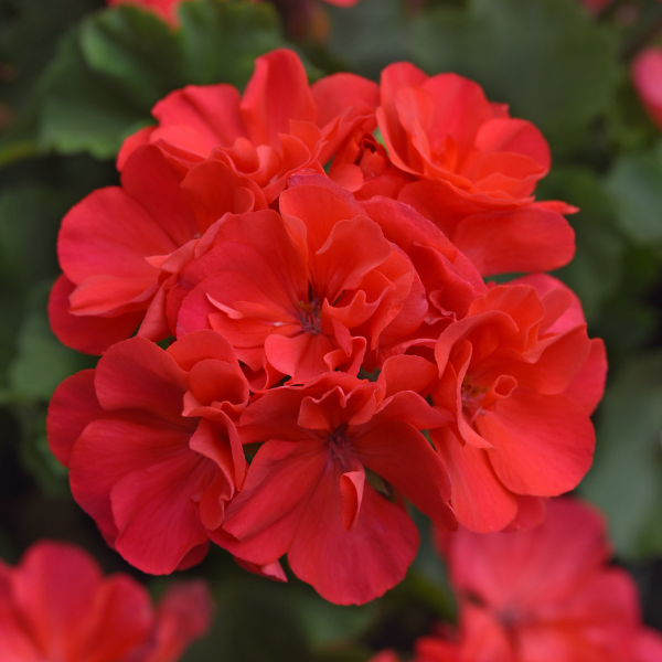 Geranium Zonal pelargonium zonale 'Moonlight Hot Coral'