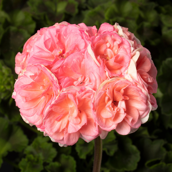 Geranium Zonal pelargonium zonale 'Rosalie Antique Salmon'