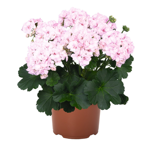 Geranium Zonal pelargonium zonale 'Sunrise Paperbloom'