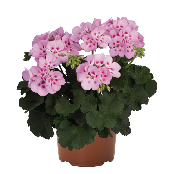 Geranium Zonal pelargonium zonale 'Survivor Tickled Pink'