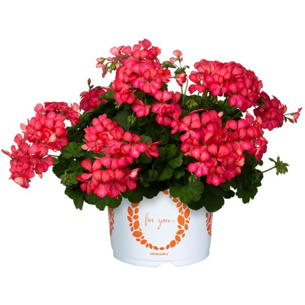 Geranium Hybrid 'Glory Days Pink Bicolor'