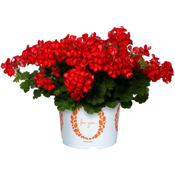 Geranium Hybrid 'Glory Days Red Orange Bicolor'