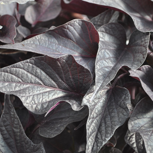 Ipomoea batatas 'Sweet Georgia Black Maple'