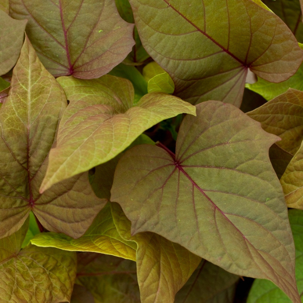 Ipomoea batatas 'Sweet Georgia Bronze'