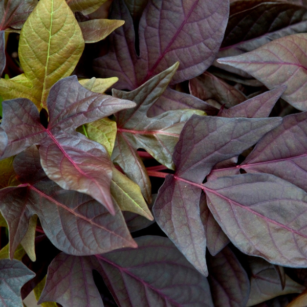Ipomoea batatas 'Sweet Georgia Deep Purple'