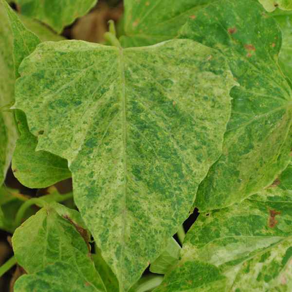 Ipomoea batatas 'Sweet Georgia Green Splash'