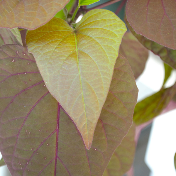 Ipomoea batatas 'Sweet Georgia Heart Chestnut'