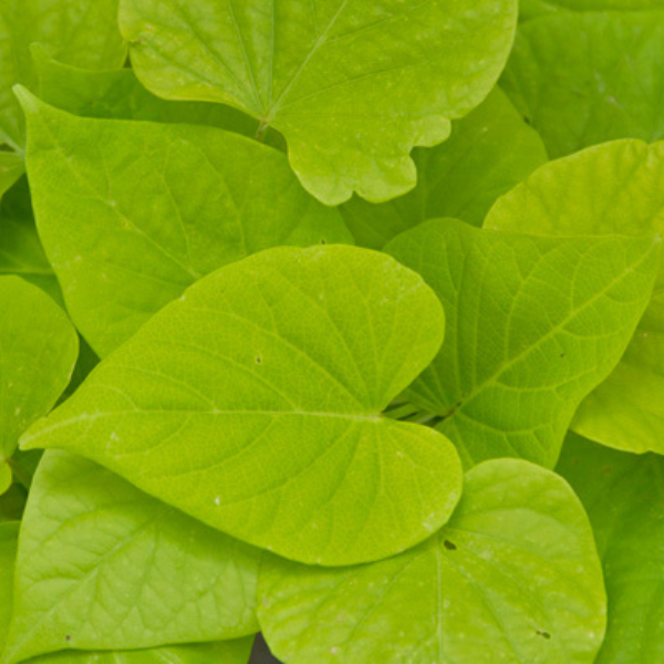 Ipomoea batatas 'Sweet Georgia Heart Light Green'