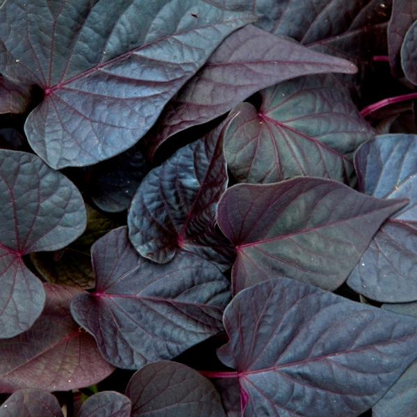 Ipomoea batatas 'Sweet Georgia Heart Purple'