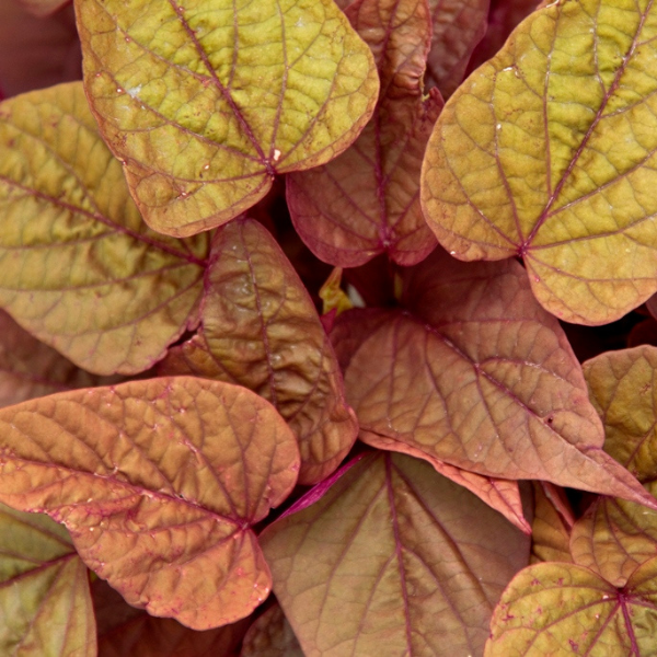 Ipomoea batatas 'Sweet Georgia Heart Red'