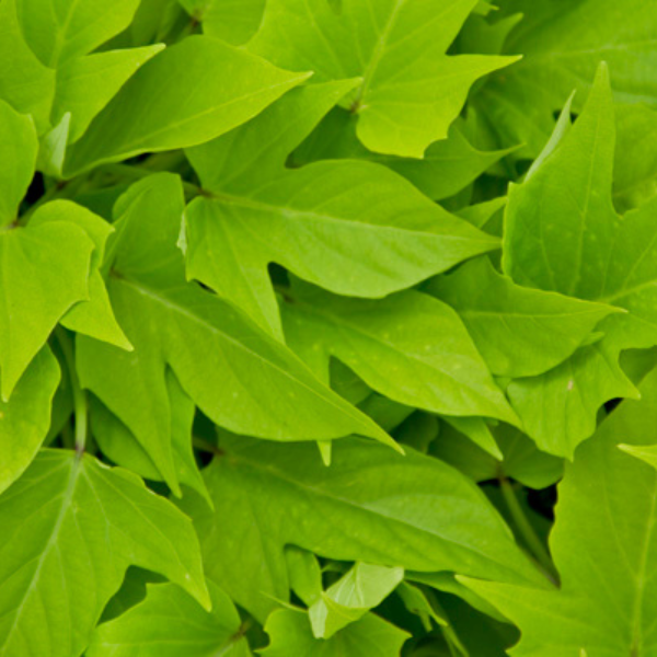 Ipomoea batatas 'Sweet Georgia Light Green'