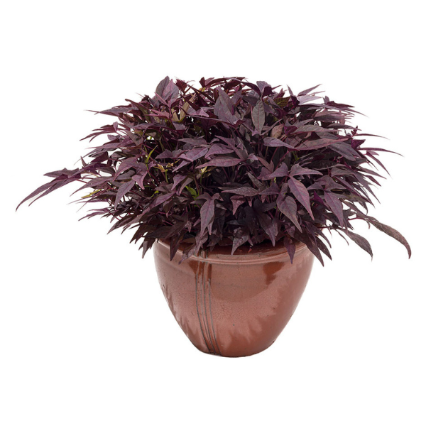 Ipomoea batatas 'Sweet Georgia Fine Burgundy'