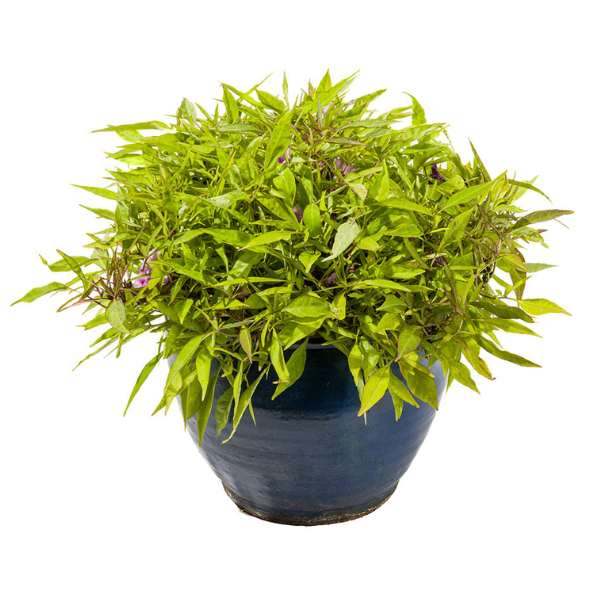 Ipomoea batatas 'Sweet Georgia Fine Lime'